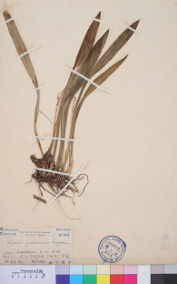 Specimen thumbnail